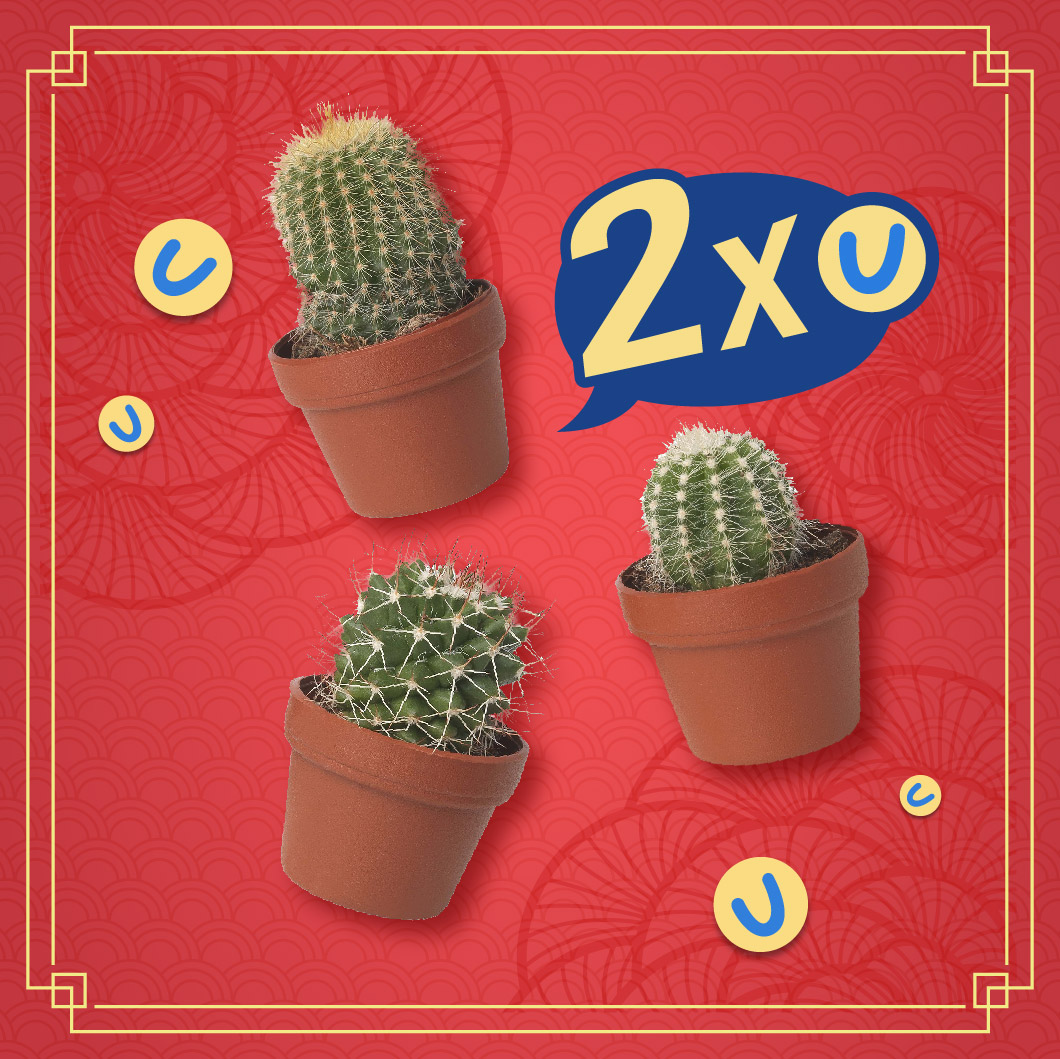 2x Points on Potted Plant
